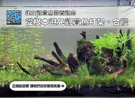 混養魚|千萬別亂買！建立觀賞魚混養觀念｜水族箱姊弟－水族箱裡的那對 